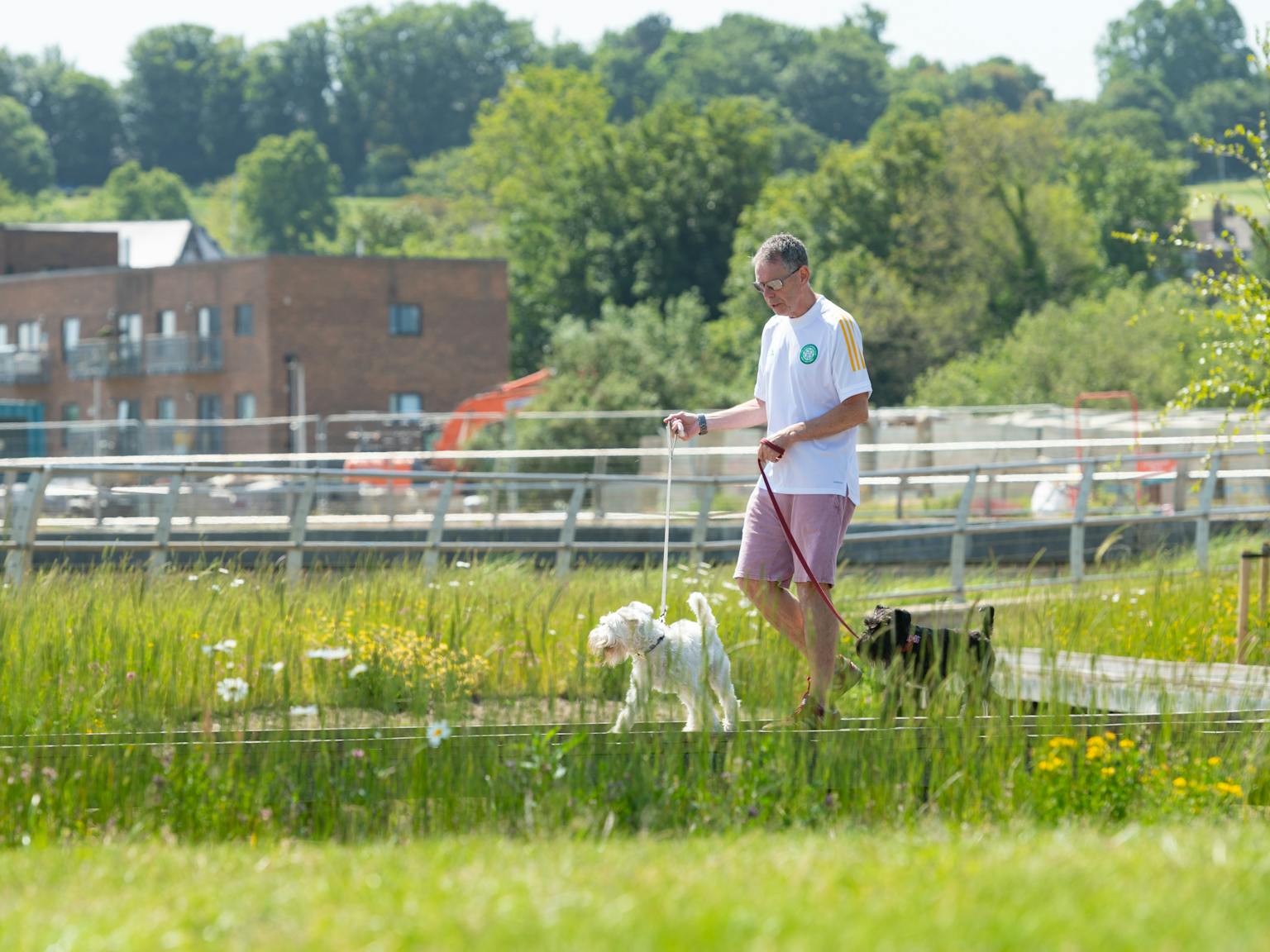 A man walking two dogs on a walkway surrounded by grass and flowers