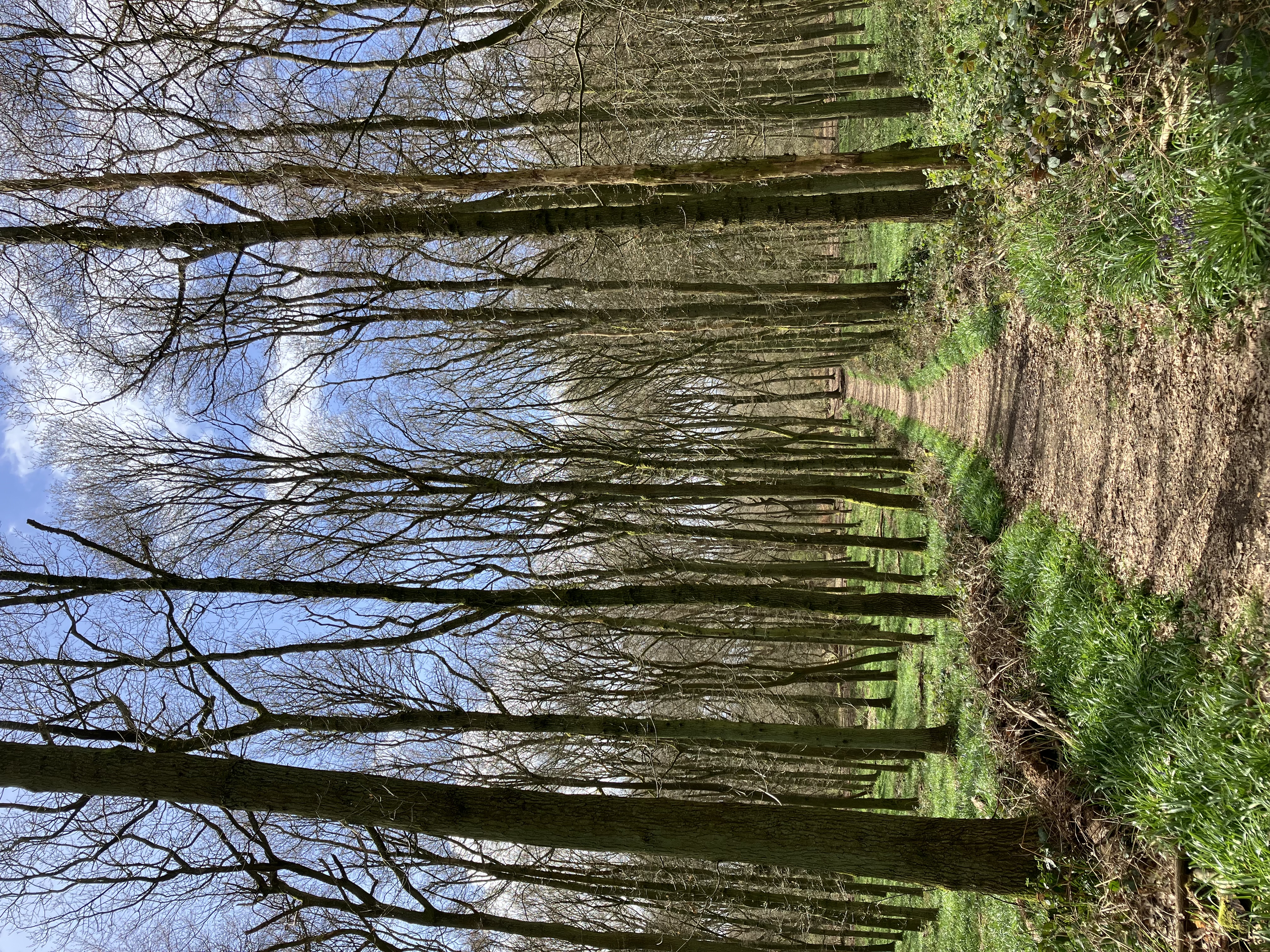 Sunny path through a wooded area | Forest trail. Walk along a scenic path bathed in sunlight through a lush green forest