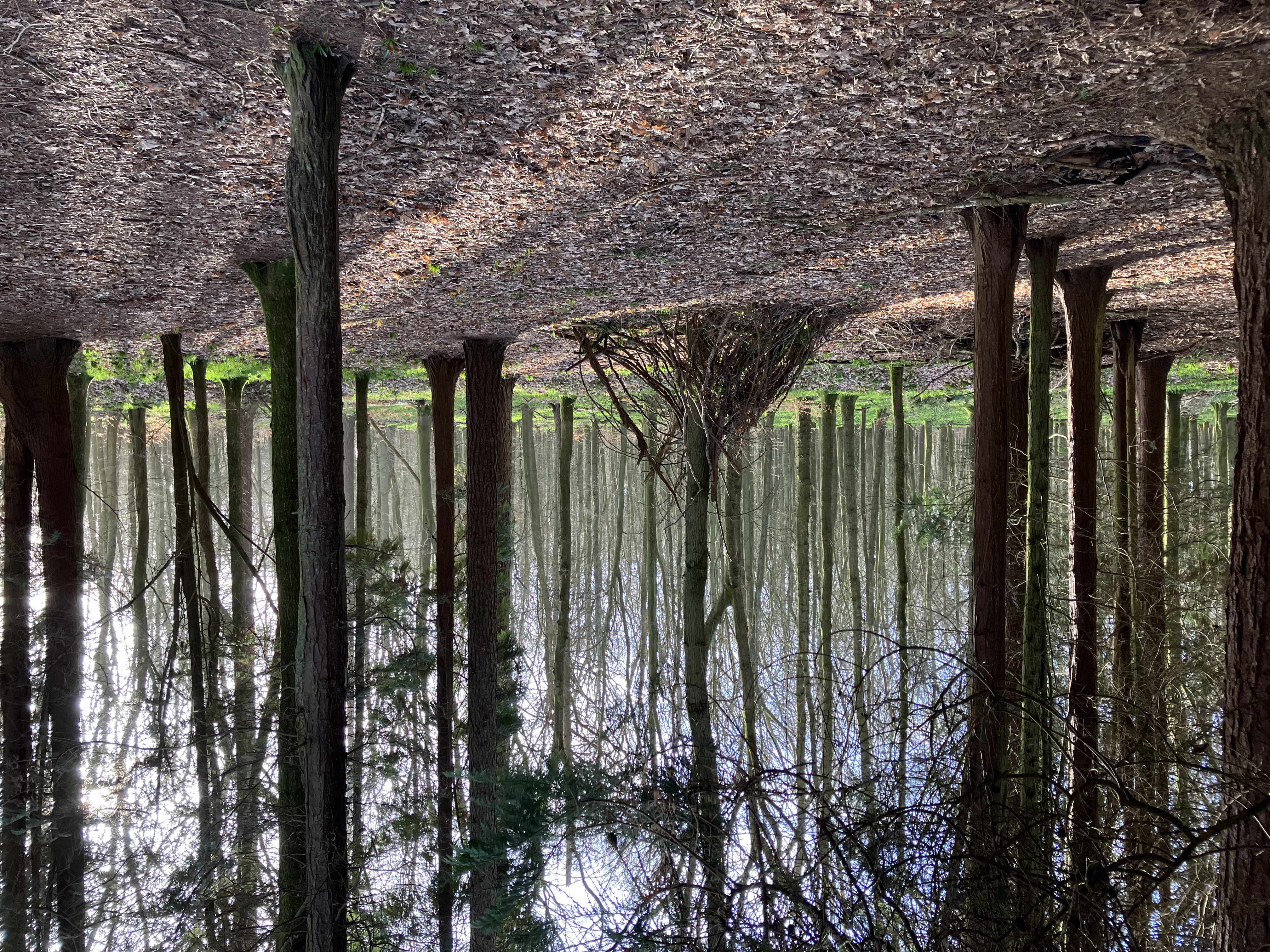 Pile of branches in a forest | Autumnal scene. Debris pile of leaves and branches on the forest floor in a scene depicting autumn