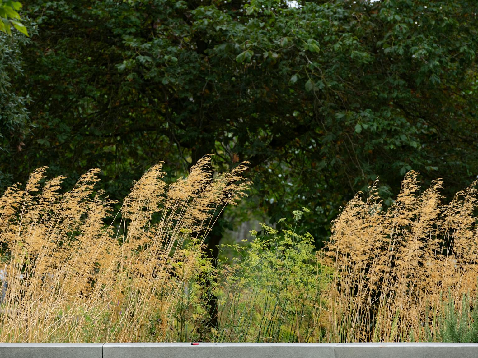 A field of tall green grass swaying in the wind, next to a line of trees in the distance