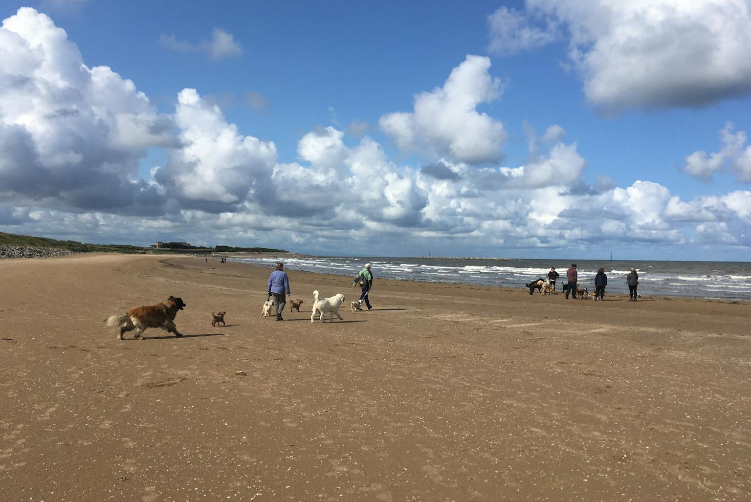 people walking dogs on a beach