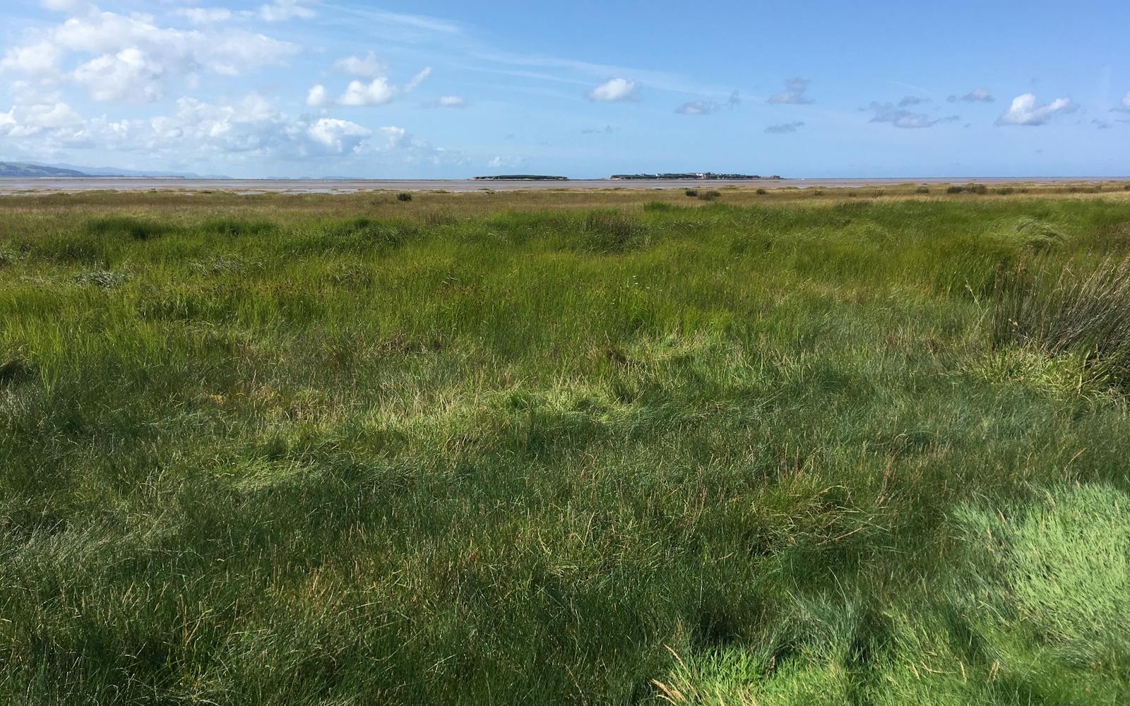 a field of grass and blue sky