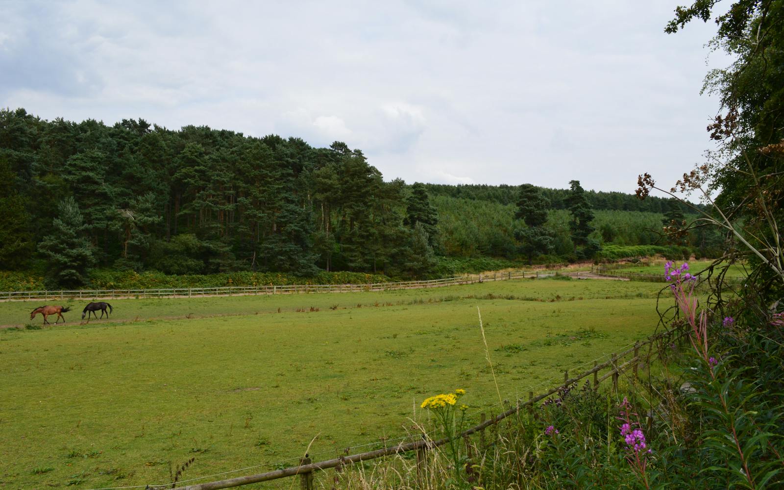 a field of grass with a fence and trees in the background