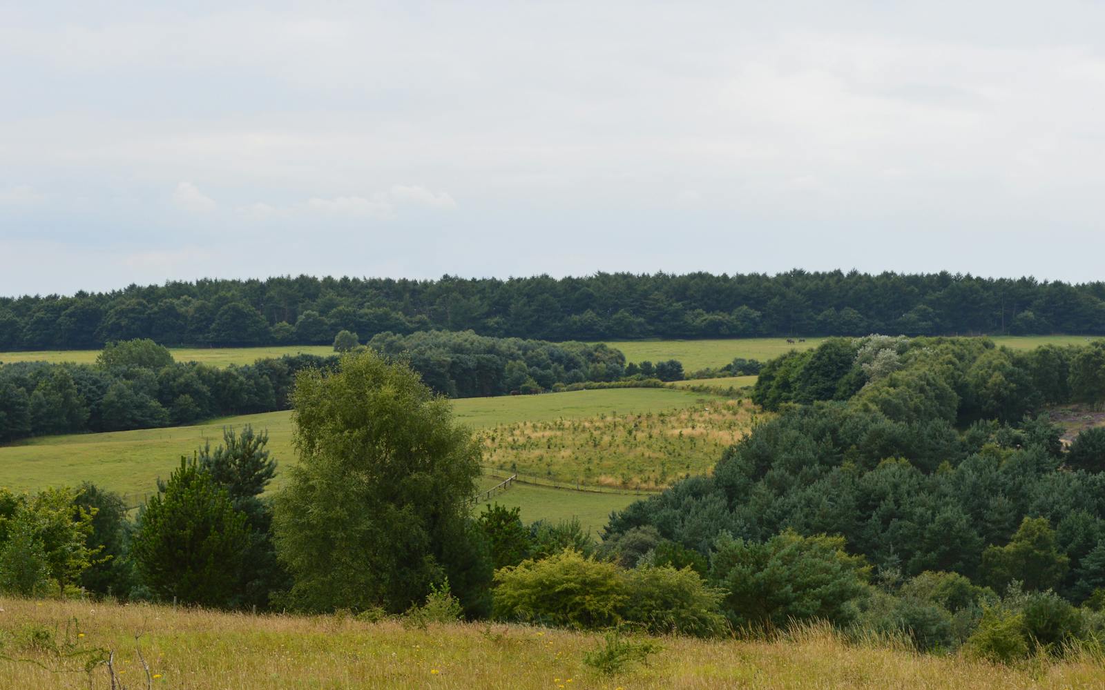 a field with trees and a forest in the background