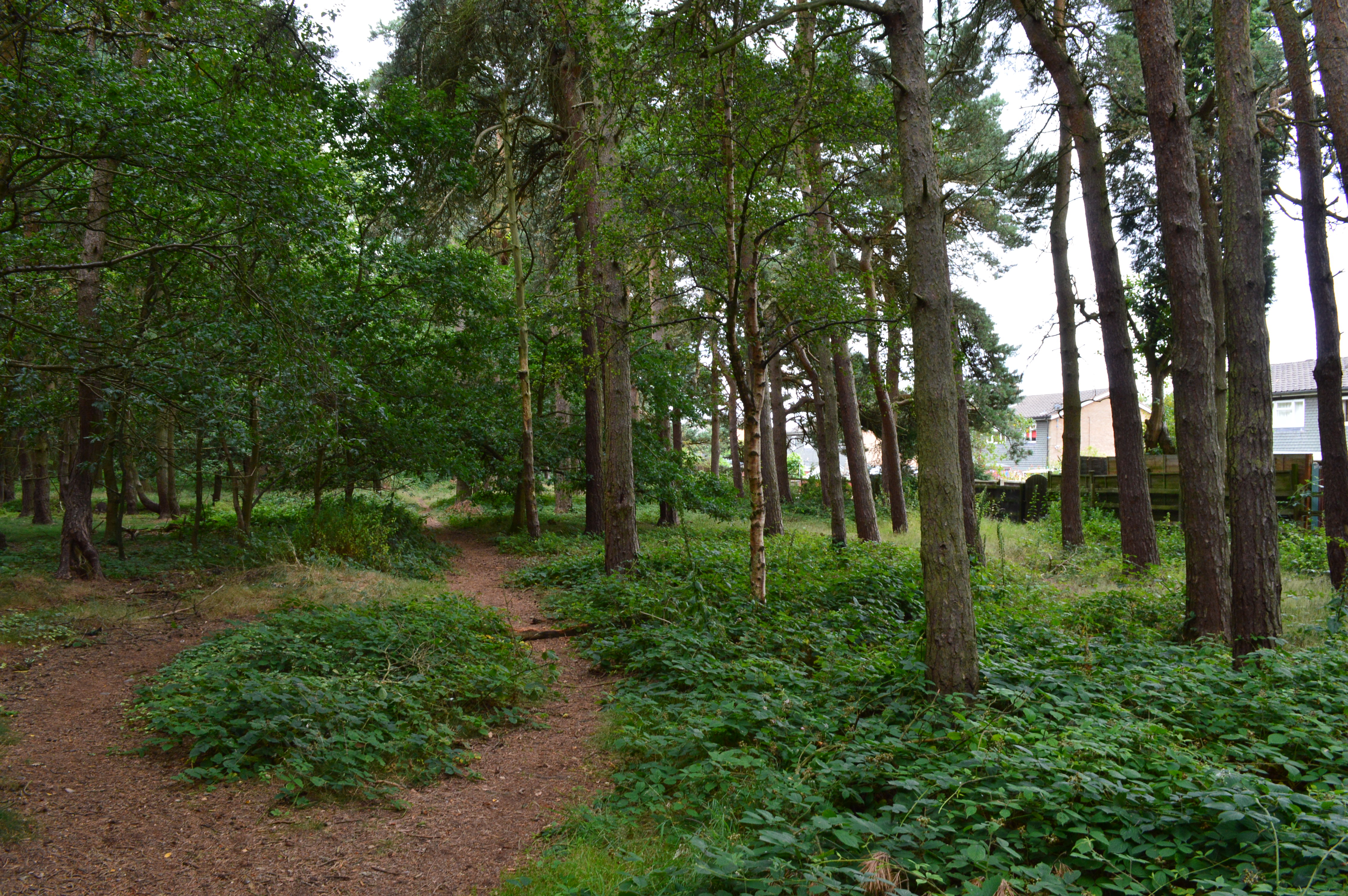 a path through a forest