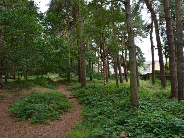 a path through a forest