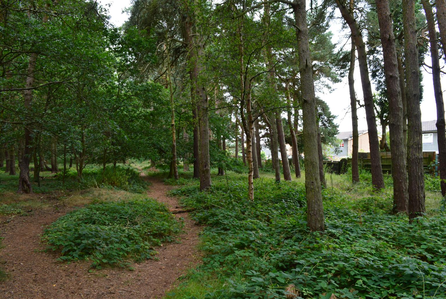 a path through a forest