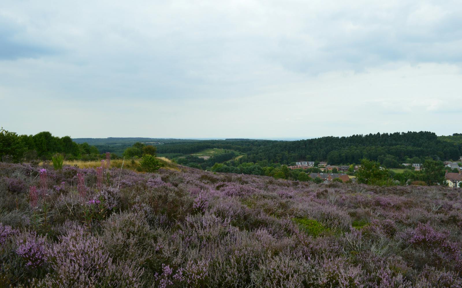 a field of purple flowers