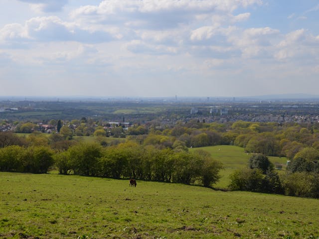 a horse standing in a field with trees and a city in the background