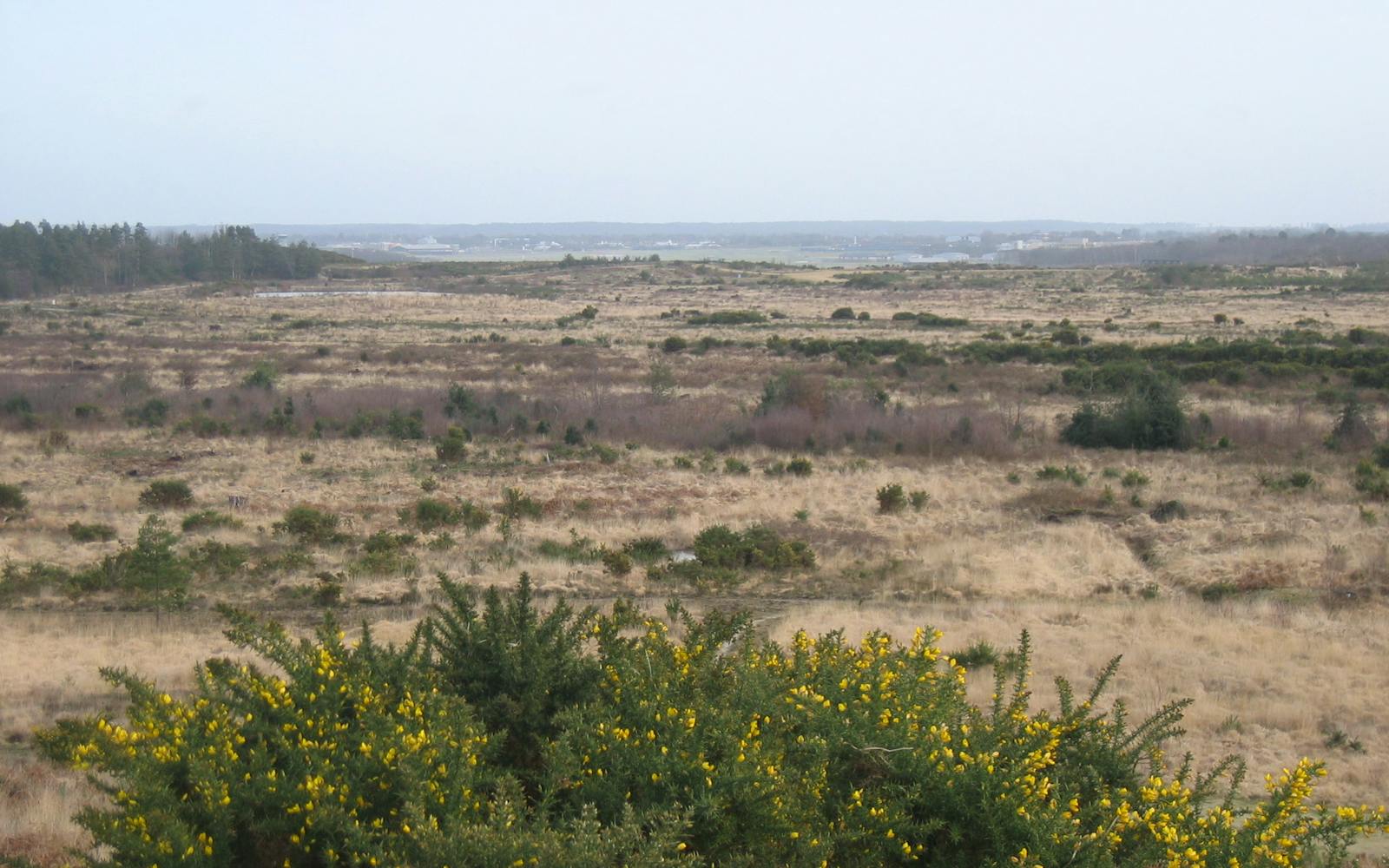 A close-up of a grassy field with yellow flowers in the foreground