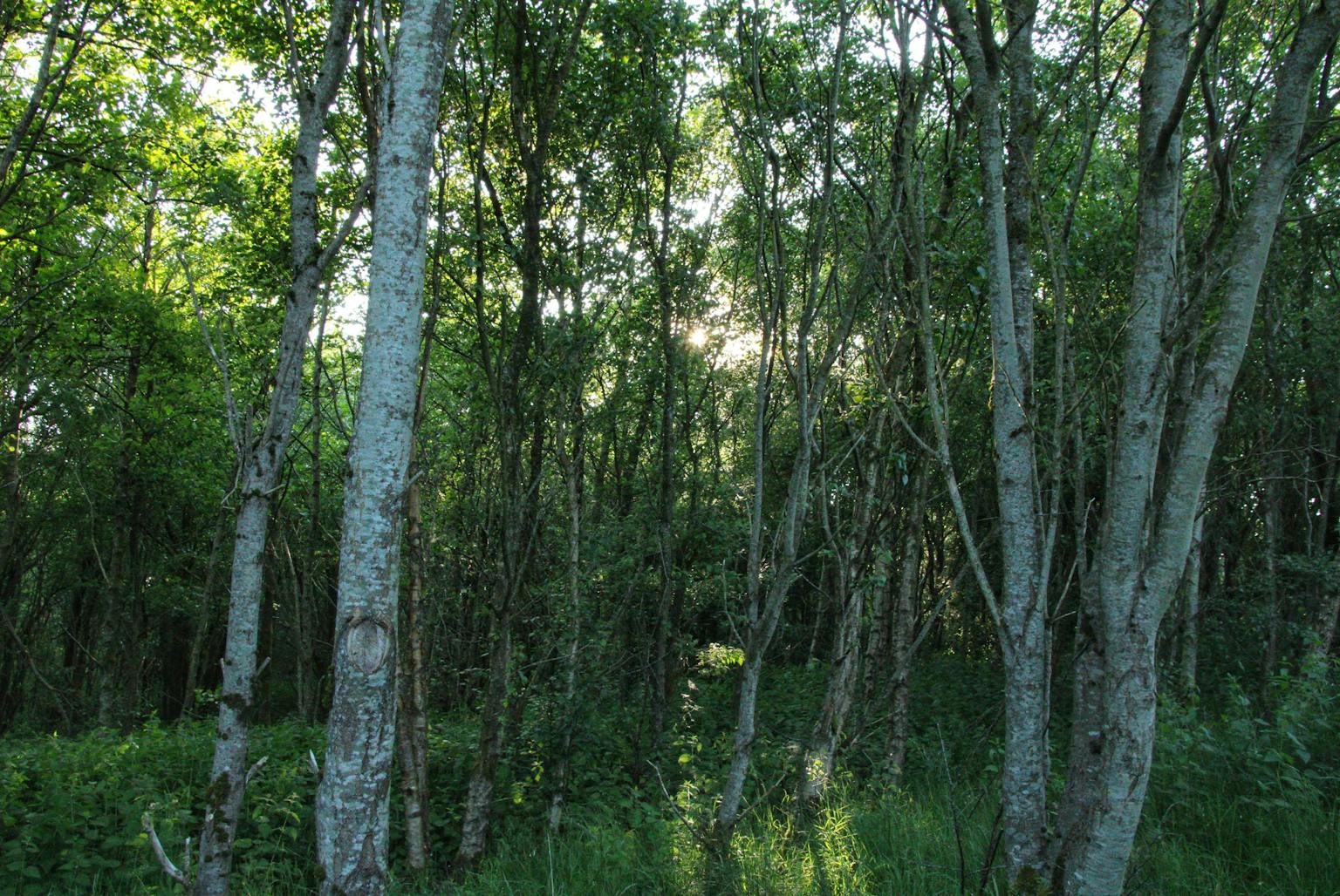 Sunbeams filter through a lush green forest
