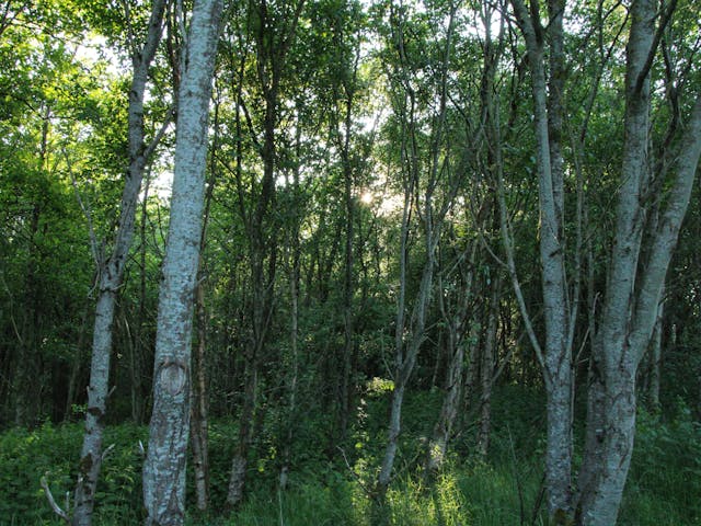 Sunbeams filter through a lush green forest