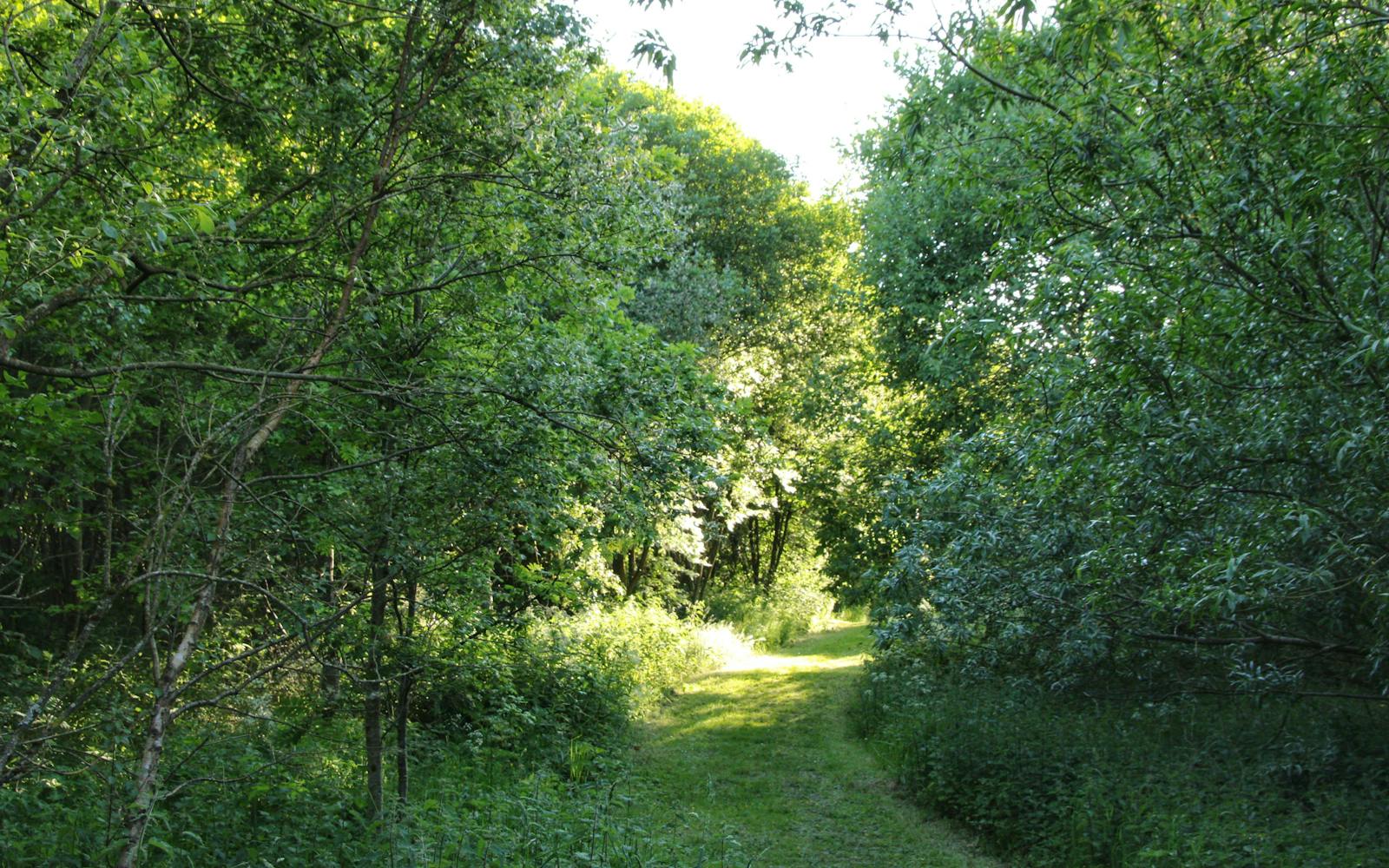 A winding path through a vibrant green forest on a sunny day