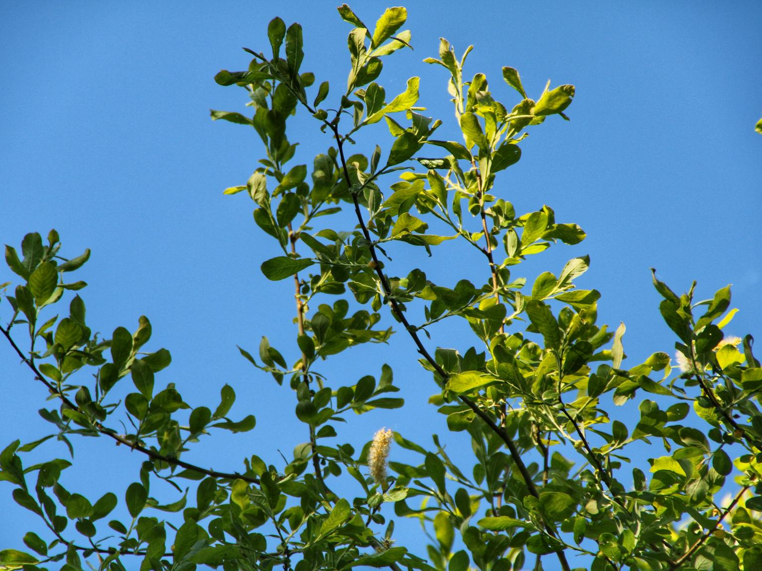 close-up of green tree leaves against a clear blue sky