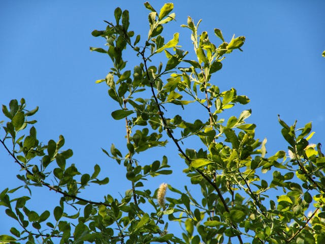 close-up of green tree leaves against a clear blue sky