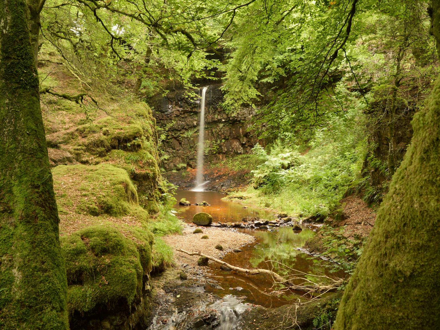 Small waterfall cascades over rocks in a verdant forest