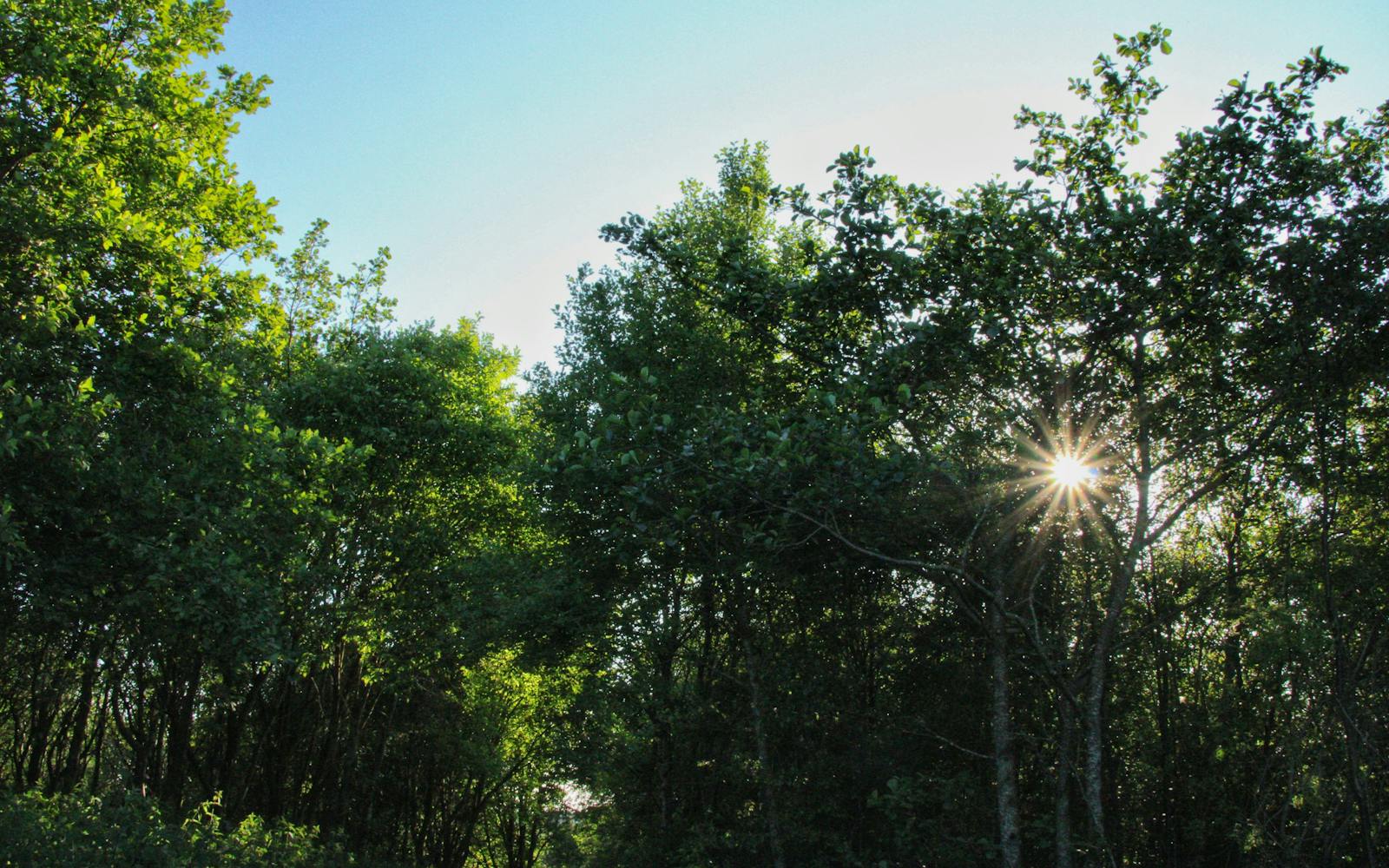 Sunlight filters through the leaves of trees in a forest