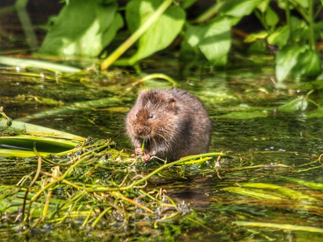 A small vole standing in a shallow body of water