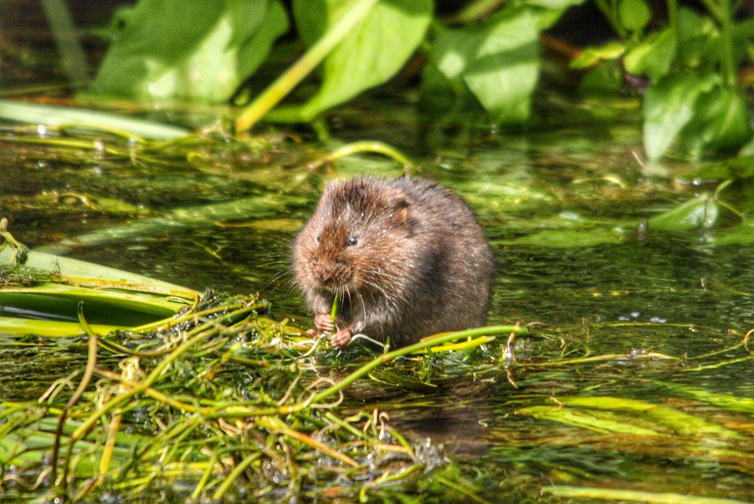 A small vole standing in a shallow body of water