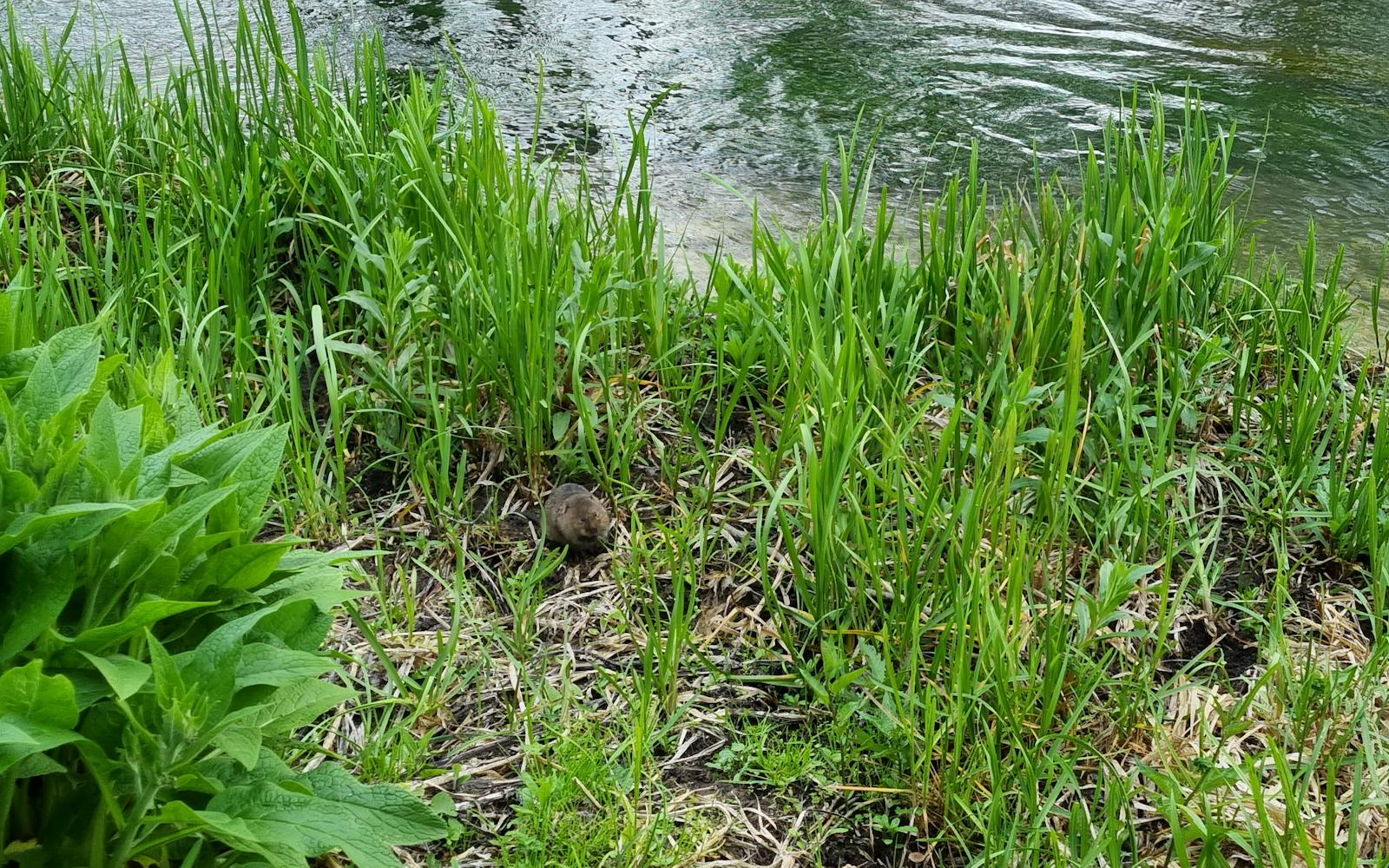 Close-up photo of a brown vole standing alert in tall grass