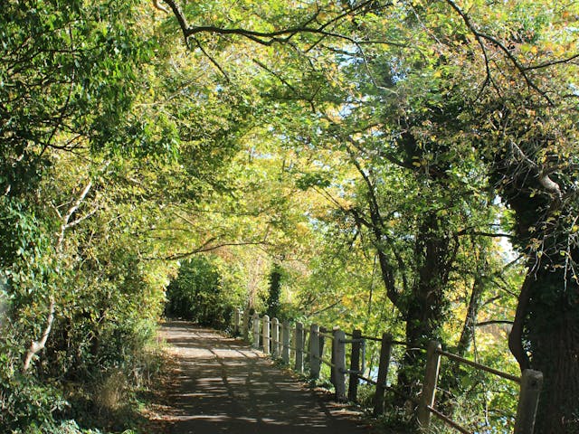 A path lined with trees and a wooden fence leads through a sunny forest