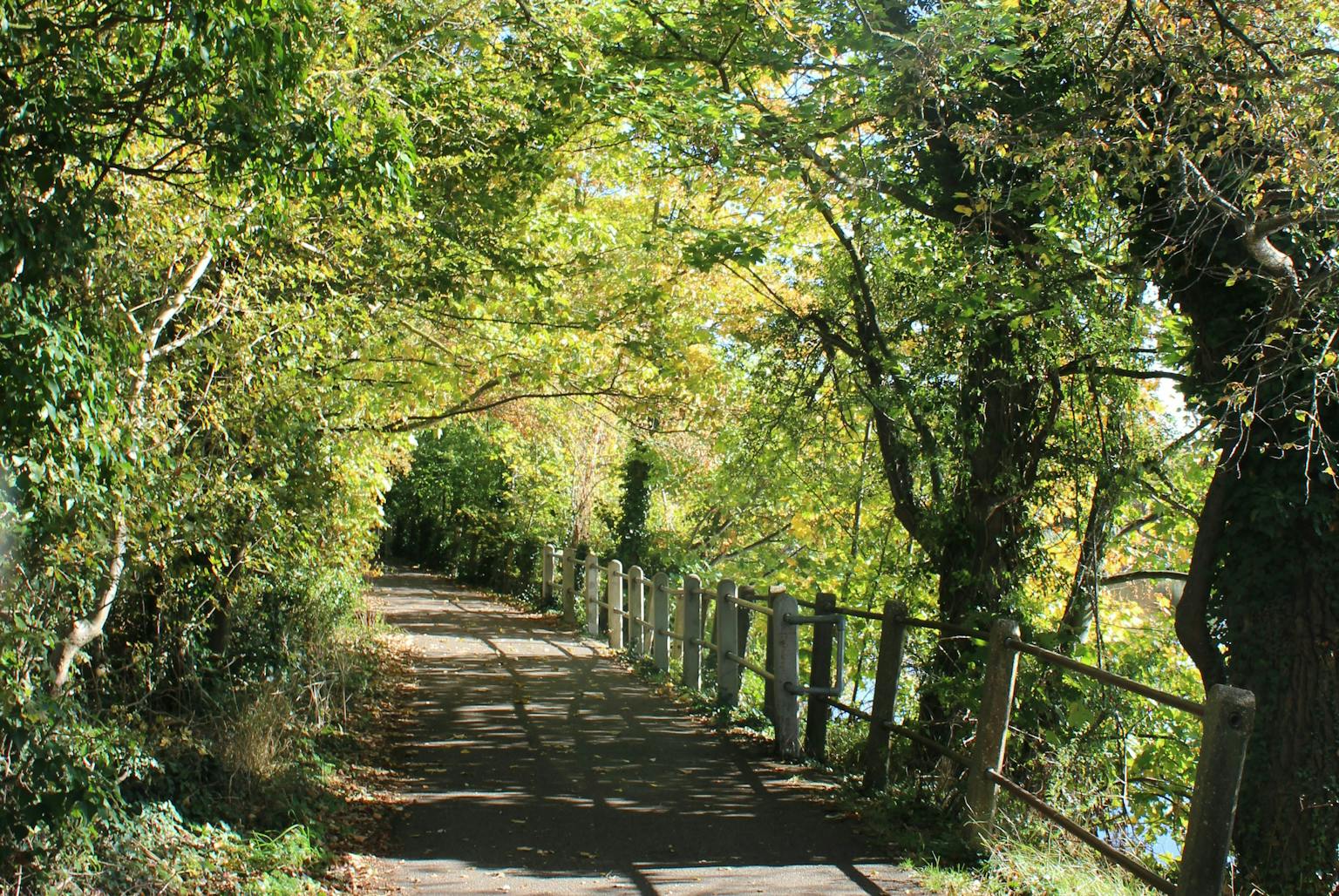 A path lined with trees and a wooden fence leads through a sunny forest