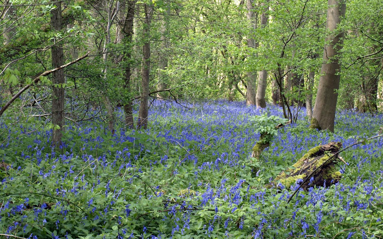 Field of bluebells blooming in a forest with sunlight dappling through the trees