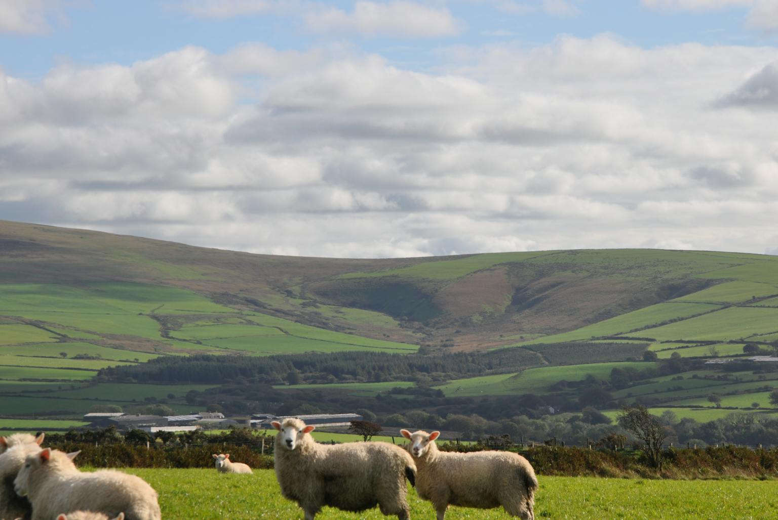 A herd of sheep grazing peacefully in a lush green field with a majestic mountain range in the background