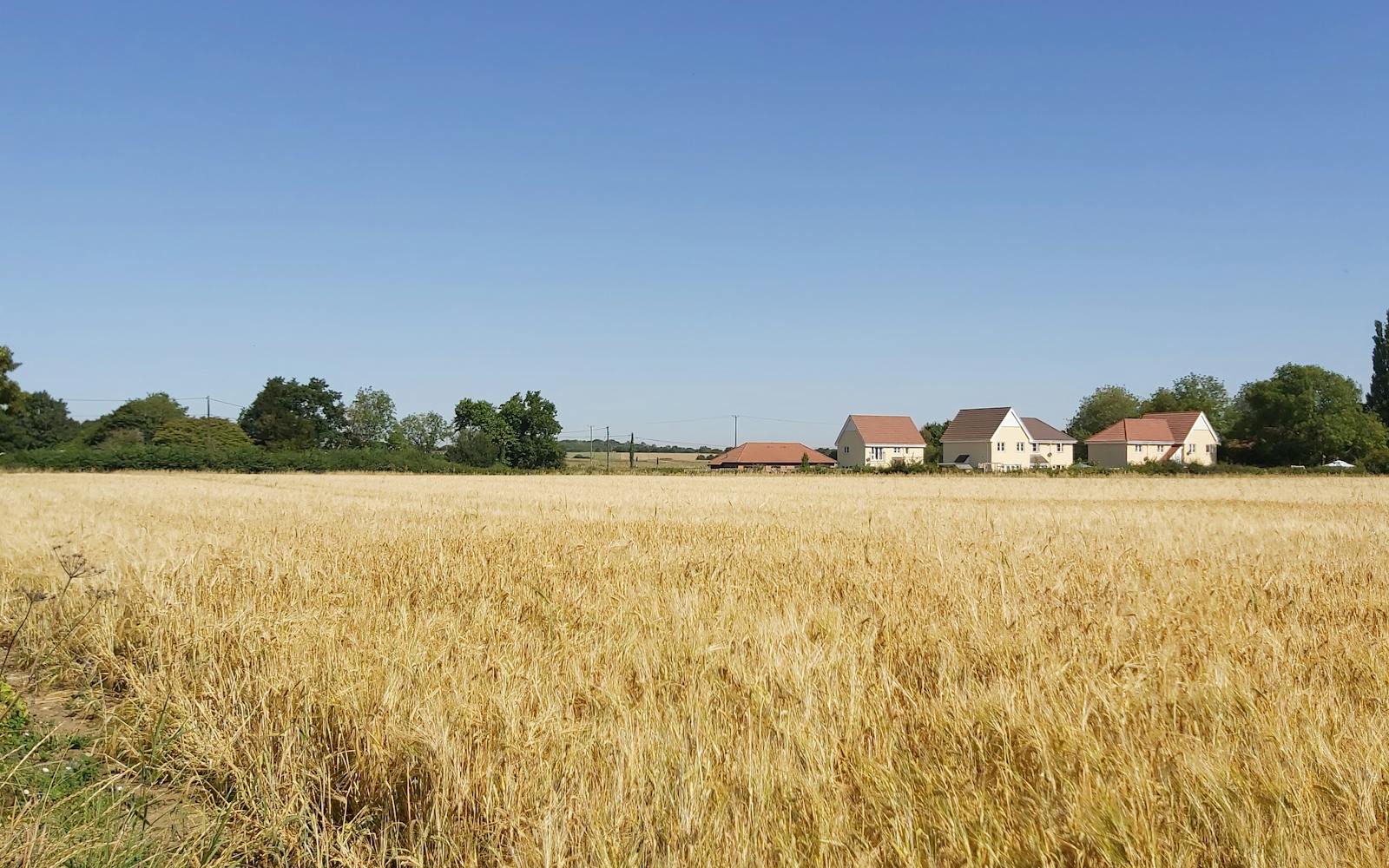 A vast field of mature wheat swaying gently in the summer breeze, with houses in the distance under a clear blue sky