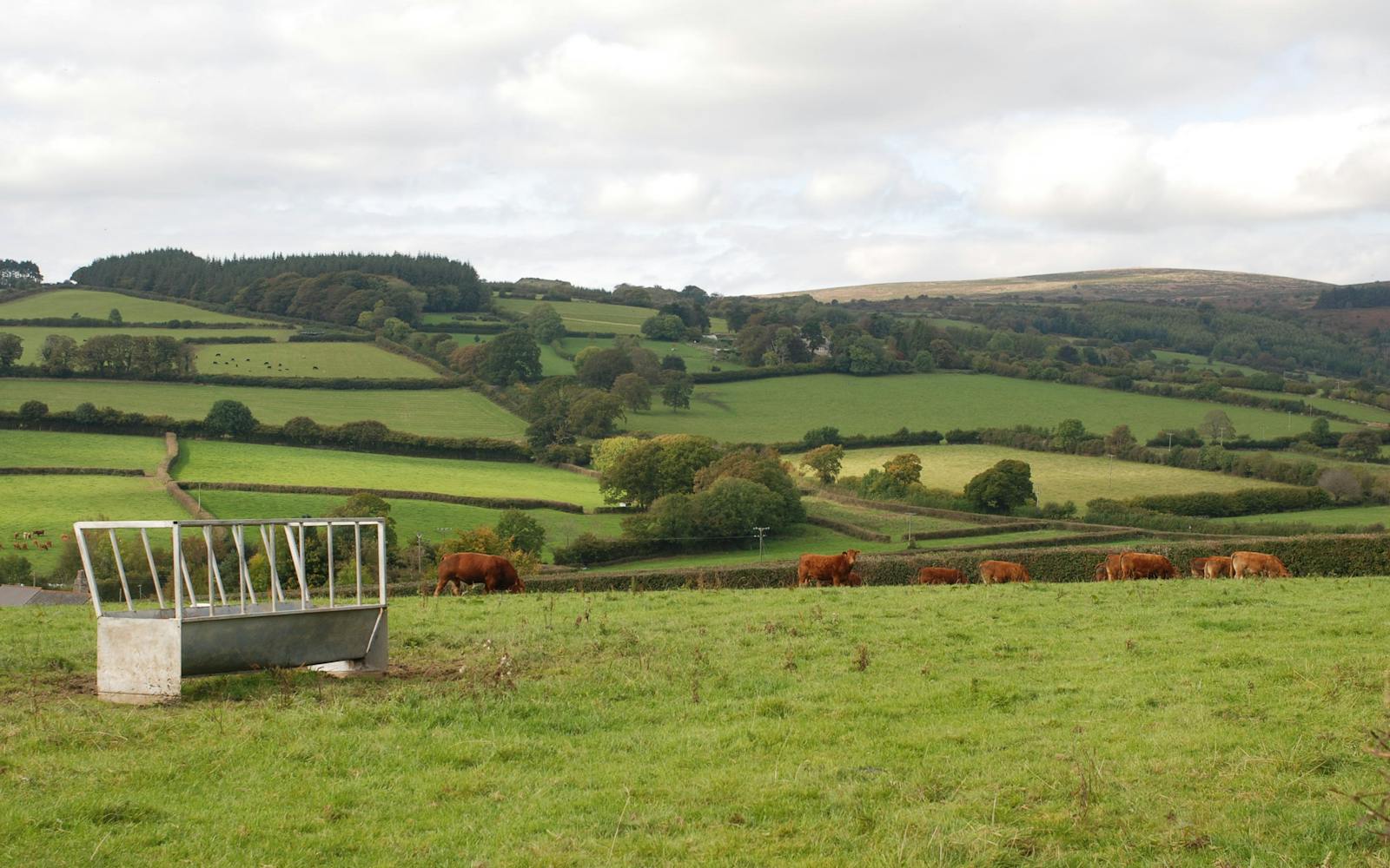 A herd of cows grazing on a lush green field with a water trough in the foreground