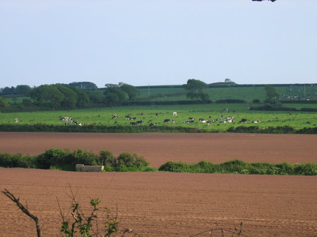 A herd of cattle grazing peacefully in a lush green pasture