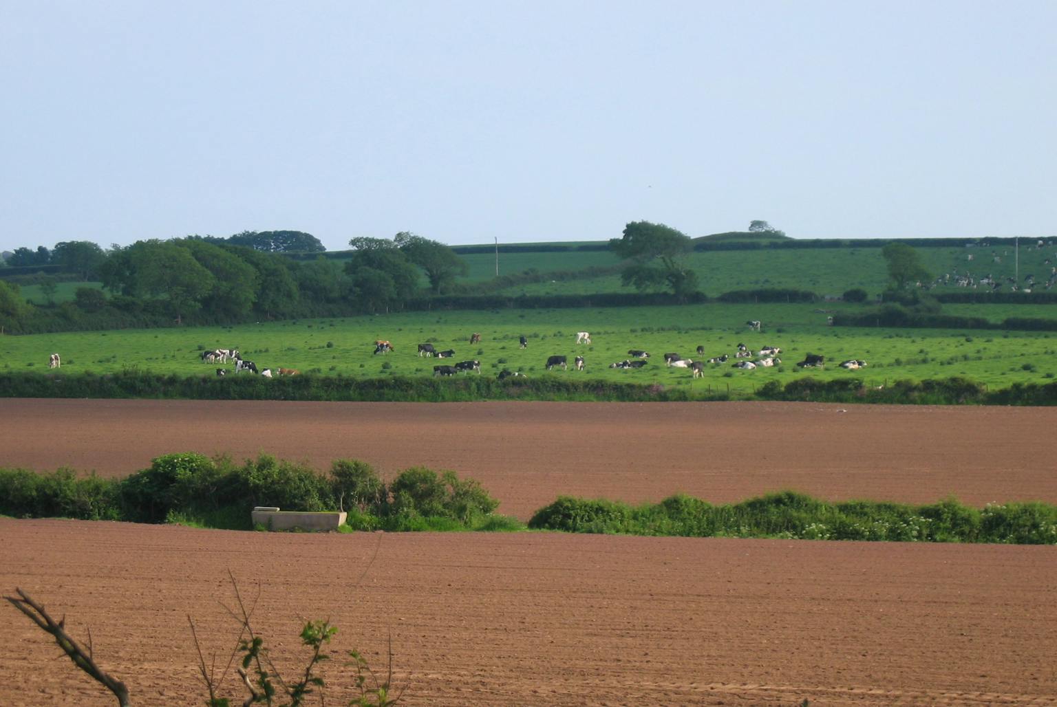 A herd of cattle grazing peacefully in a lush green pasture
