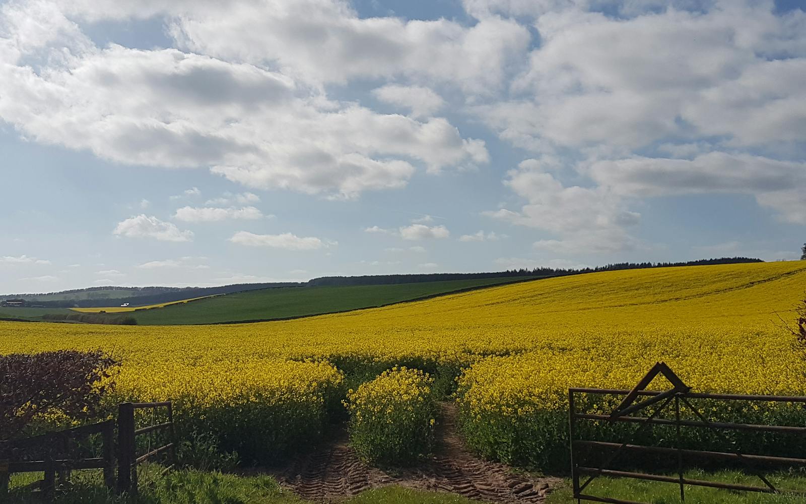 A field of yellow wildflowers stretching towards a blue sky, with a wooden fence in the foreground