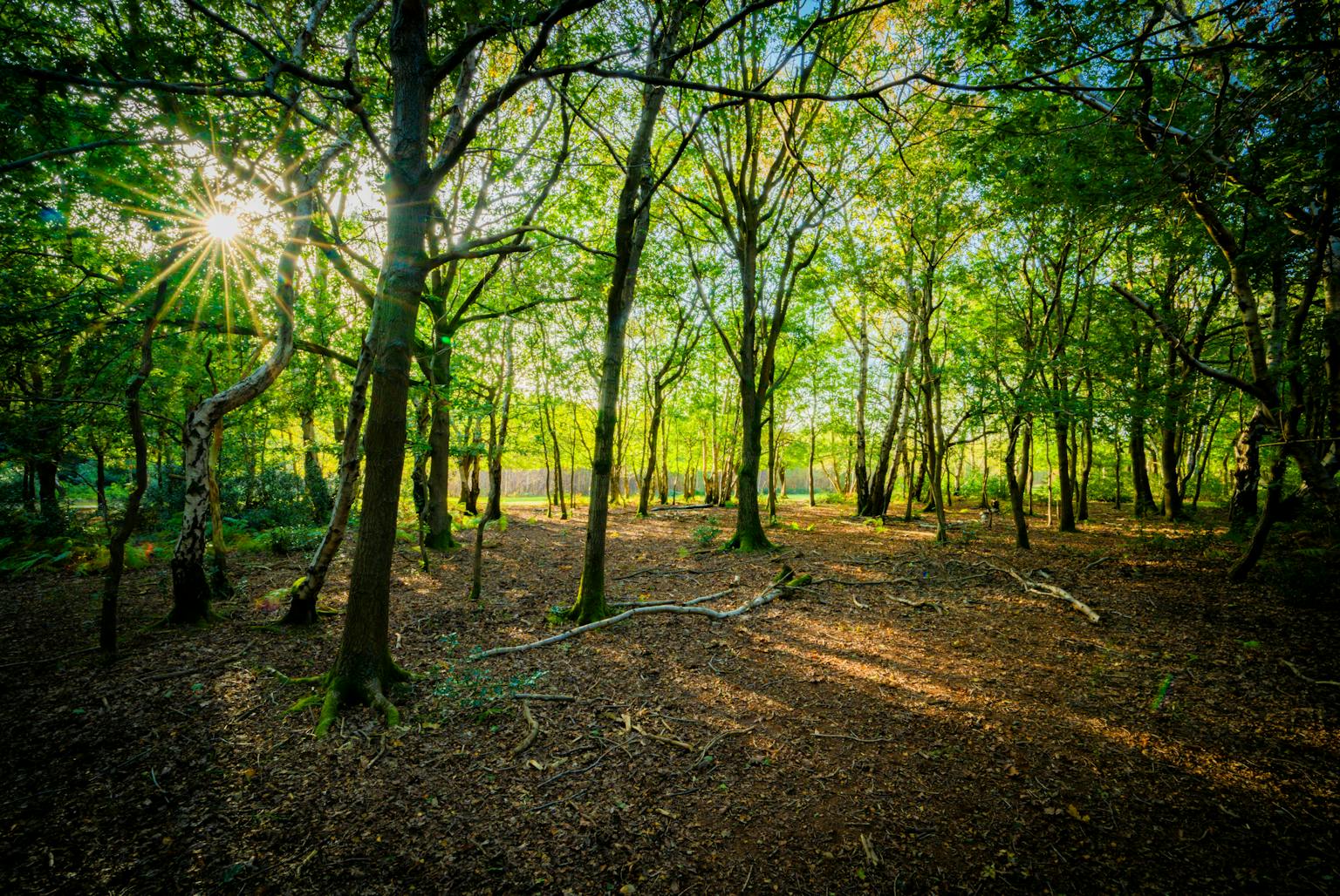Sunlight filters through the leaves of tall trees in a dense forest