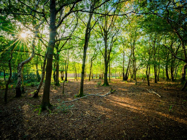 Sunlight filters through the leaves of tall trees in a dense forest