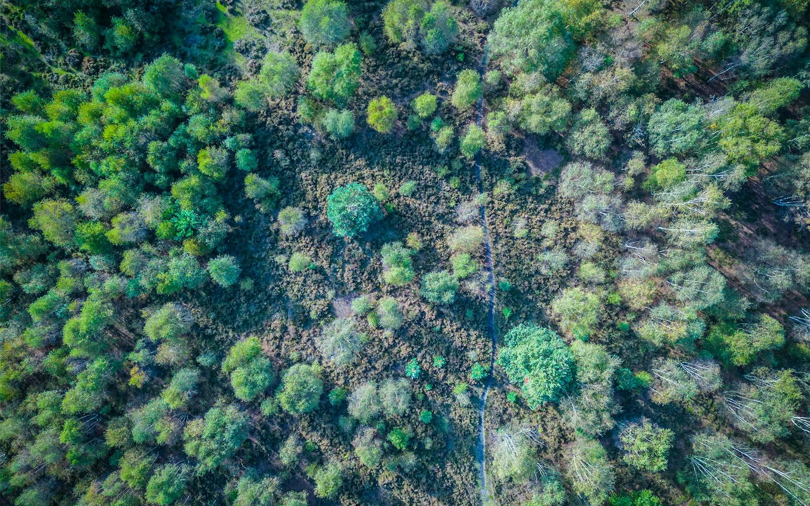 Aerial view of a lush green forest canopy with sunlight dappling through the leaves