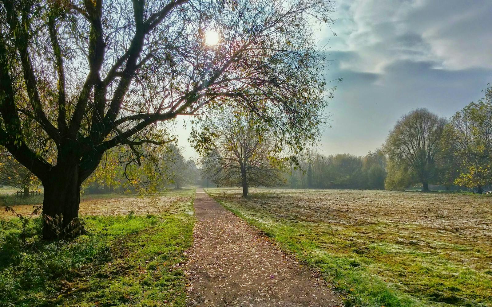 A sunny path through a forest