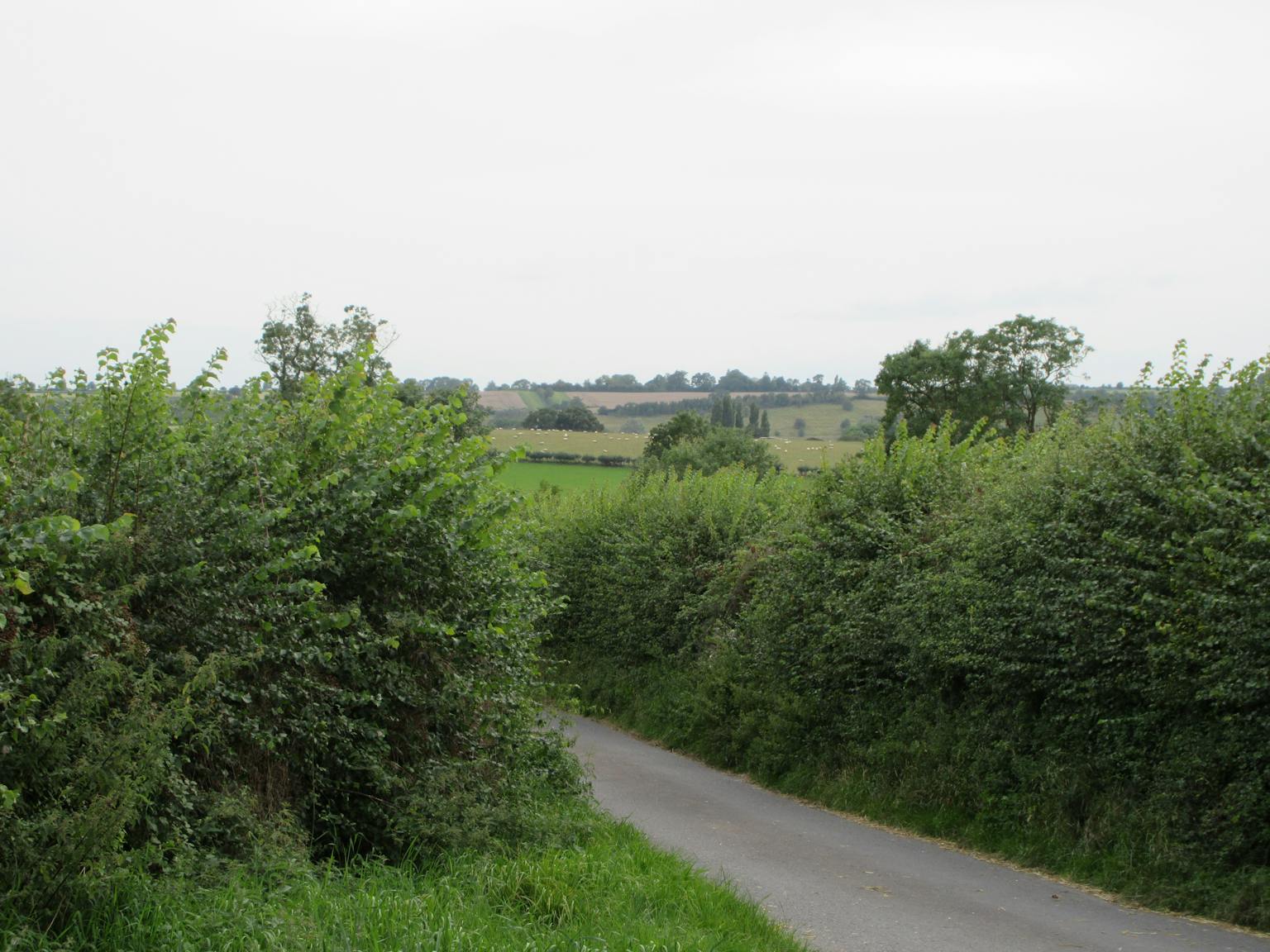 A narrow, winding lane with a tall, green hedge on either side. Trees line the lane in the distance