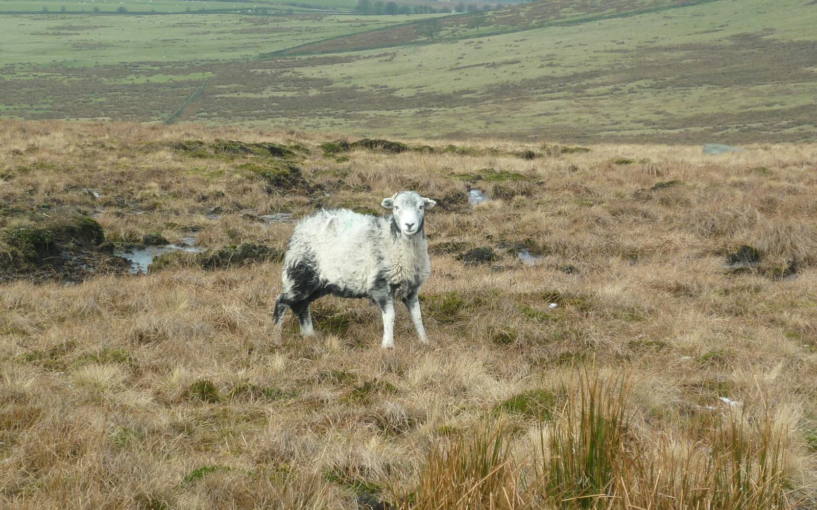 A sheep on moorland