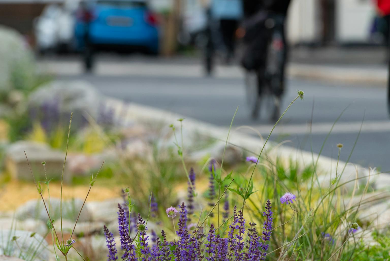 A close up of flowers with a cyclist in the background