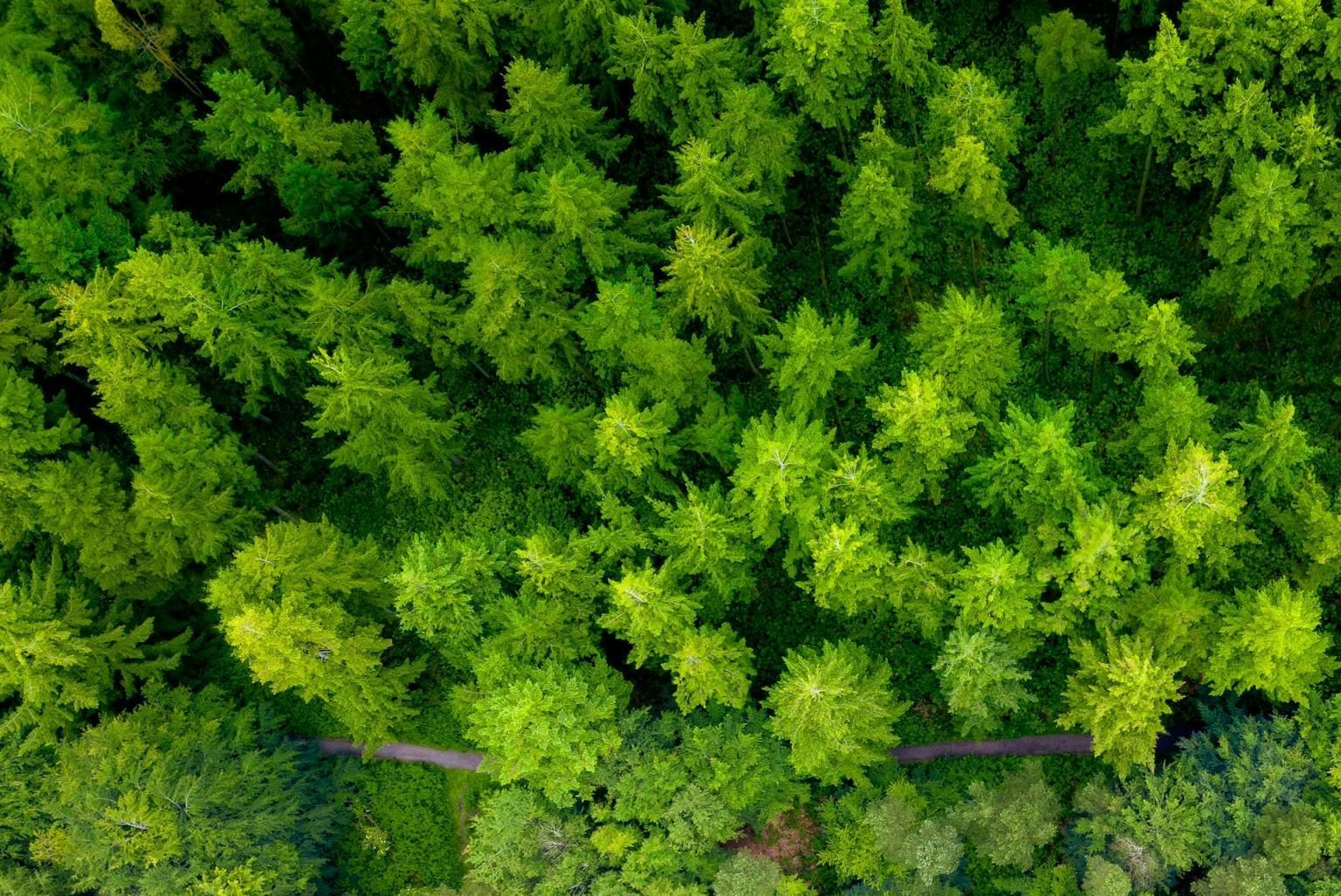 Aerial view of a lush green forest with a winding dirt path cutting through the middle. The dense canopy of trees creates a vibrant tapestry of textures and shades