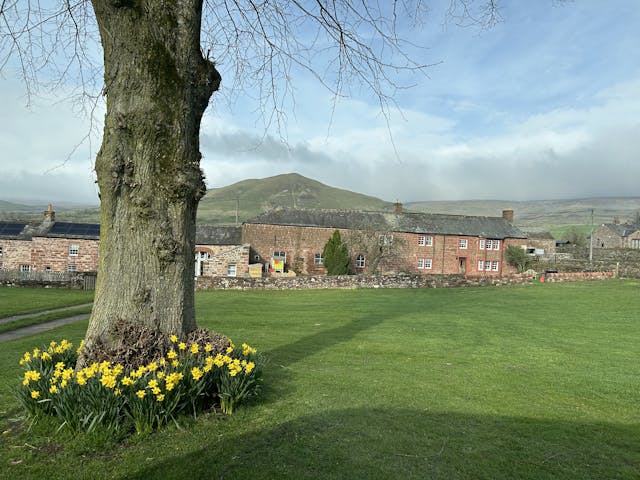 A large tree with yellow daffodils at its base stands in a grassy field in front of a row of brick houses. A hill is visible in the background. The sky is cloudy but bright.