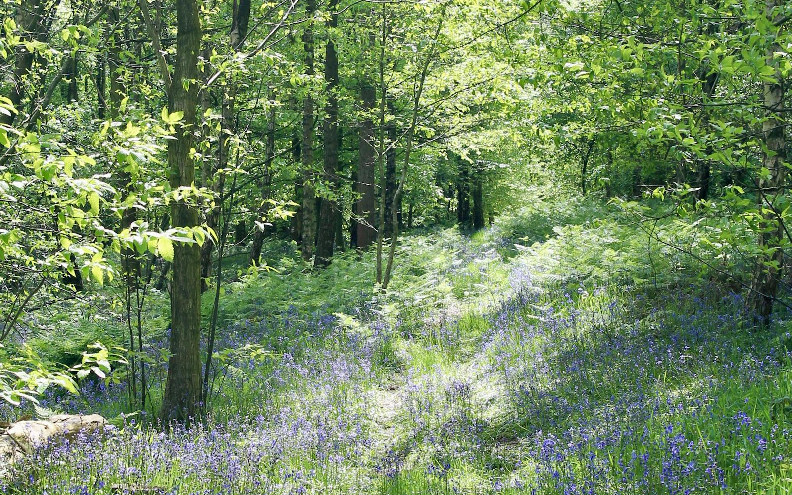 A meadow of trees with bluebells and sunlight dappling the ground