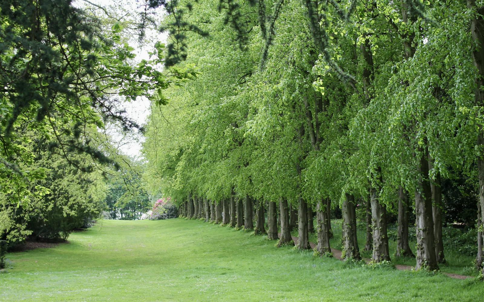 An avenue of trees next to a lush green lawn
