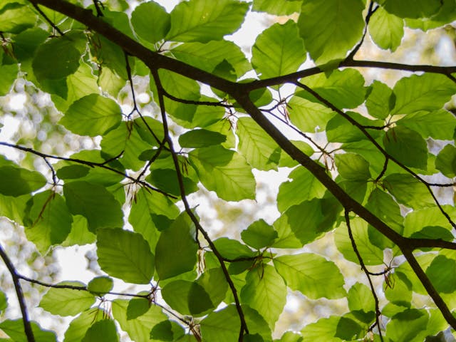 a close-up of leaves under a tree