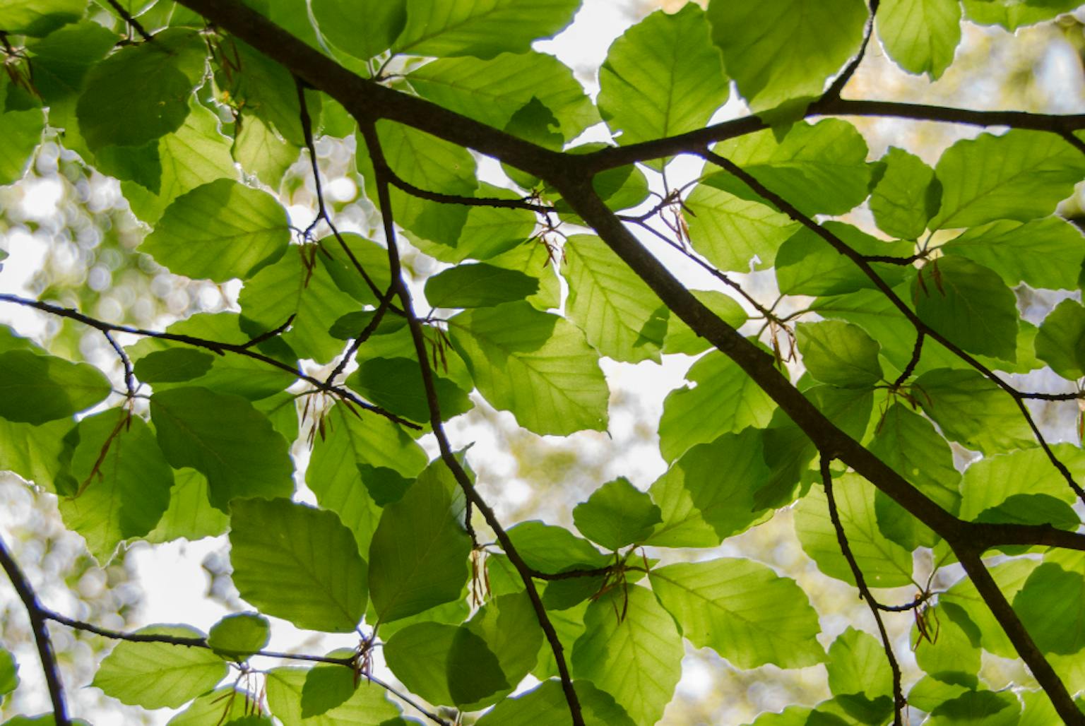 a close-up of leaves under a tree