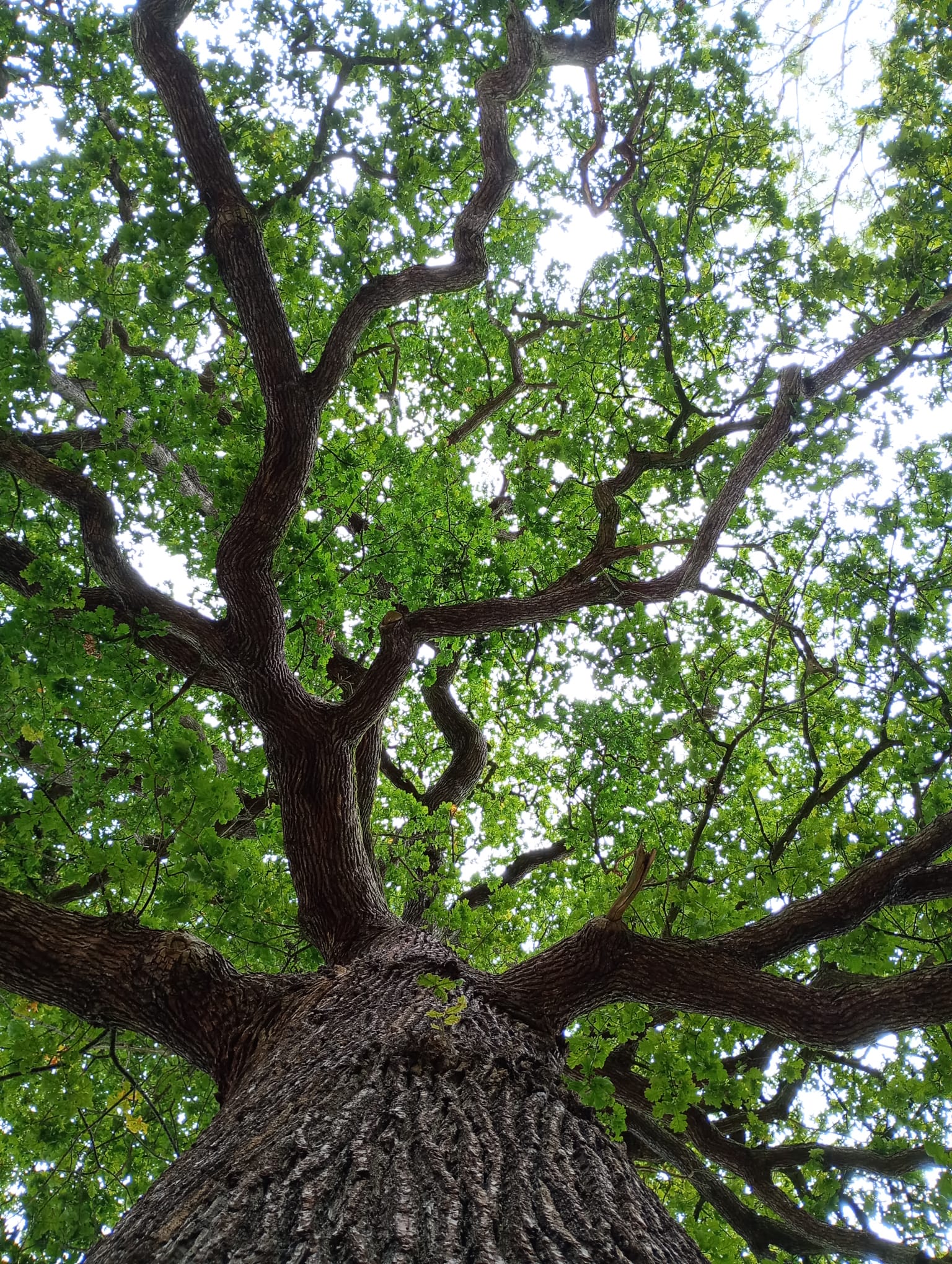 Looking up into the canopy of a tree