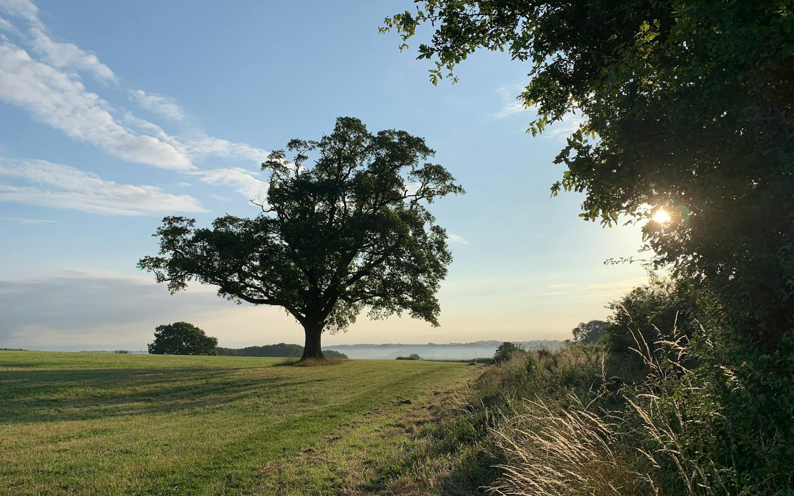 Serene summer sunrise over a vast green meadow, with a majestic oak tree silhouetted against the soft morning light