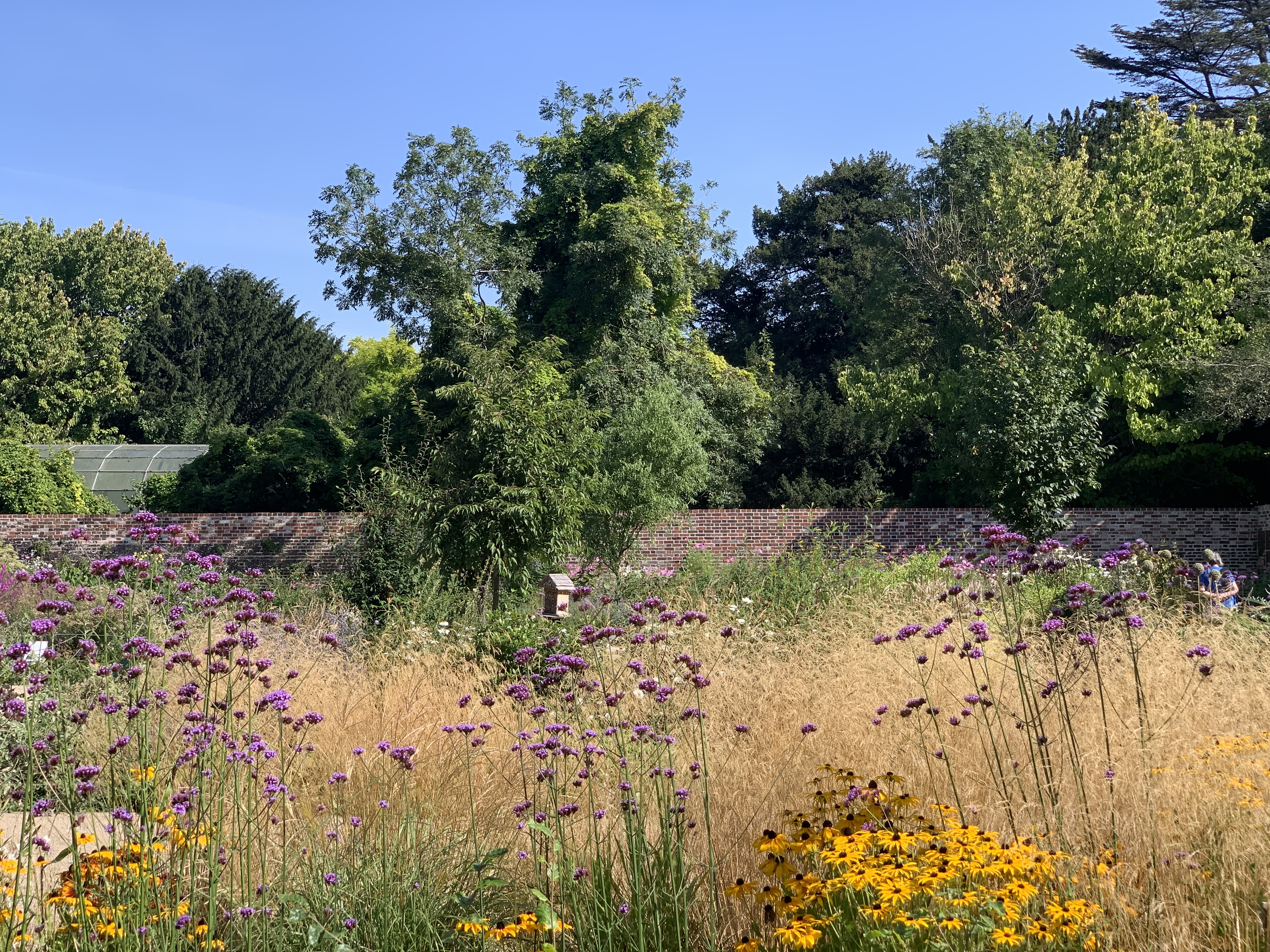 A lush wildflower meadow with tall grasses and purple Verbena bonariensis flowers in the foreground. A brick wall and trees form the background, with a greenhouse visible on the left.