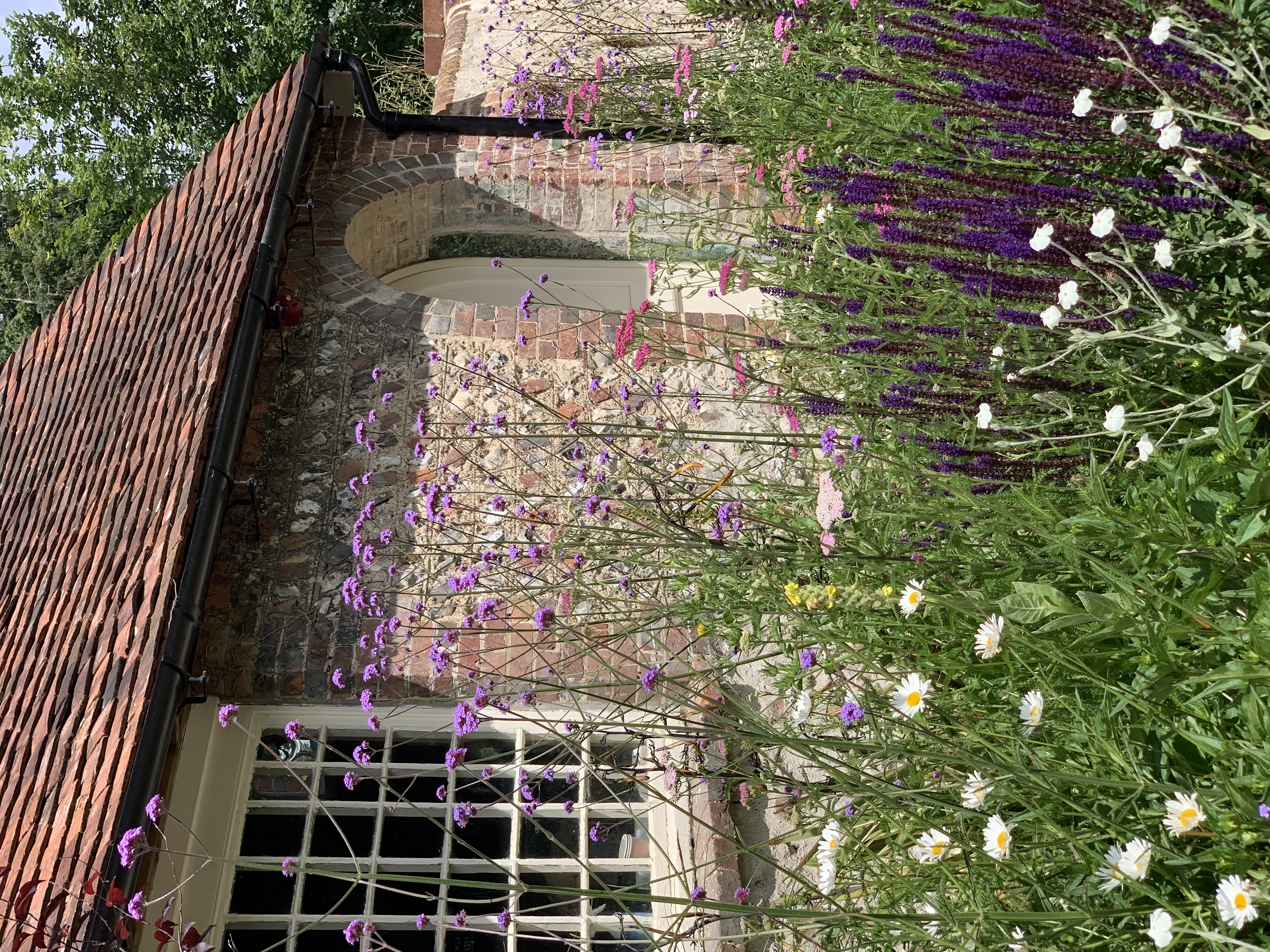 A lush wildflower garden with purple verbena bonariensis, white daisies, and lavender in front of a brick building with a window and arched doorway.